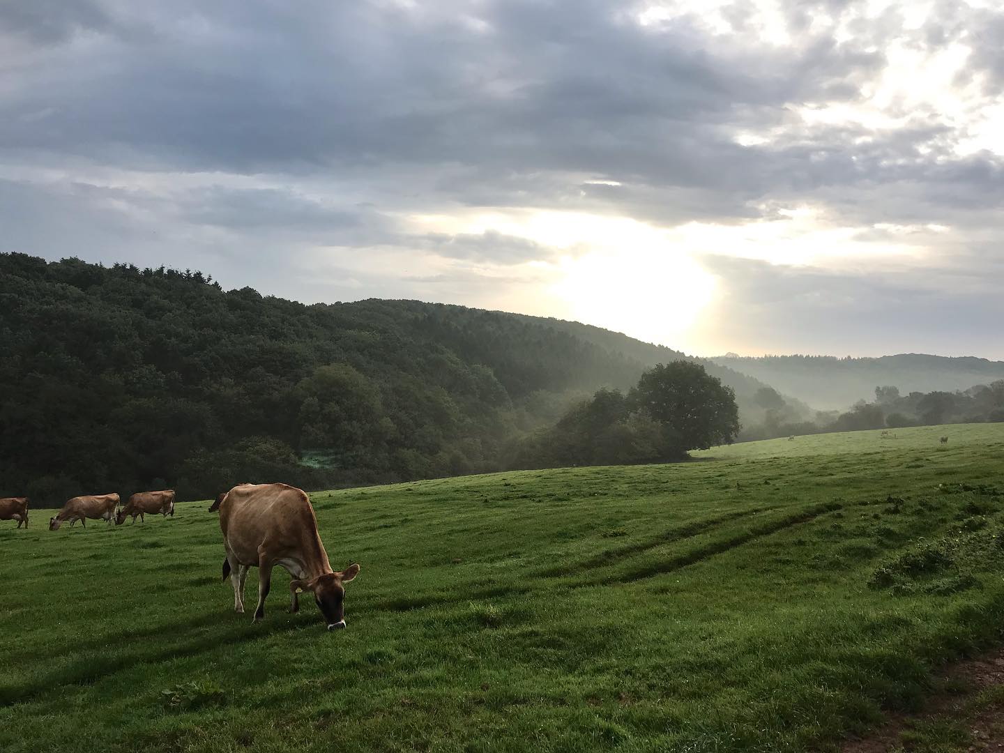 Brooke's Dairy View